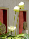 Bundarika Villa 